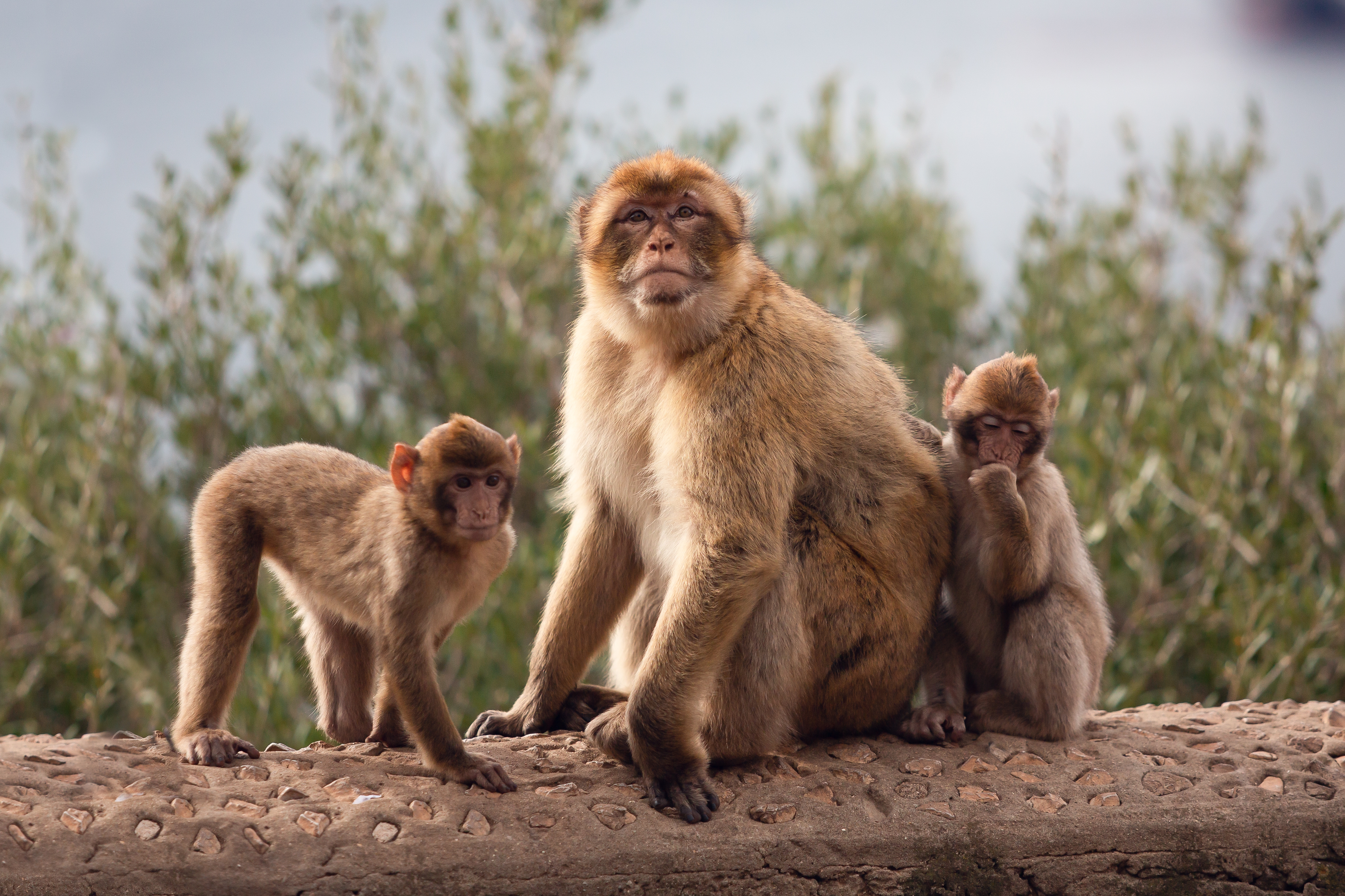 Best Tour Gibraltar Summer 2026: A Local's Guide to Rocky Monkey Tours