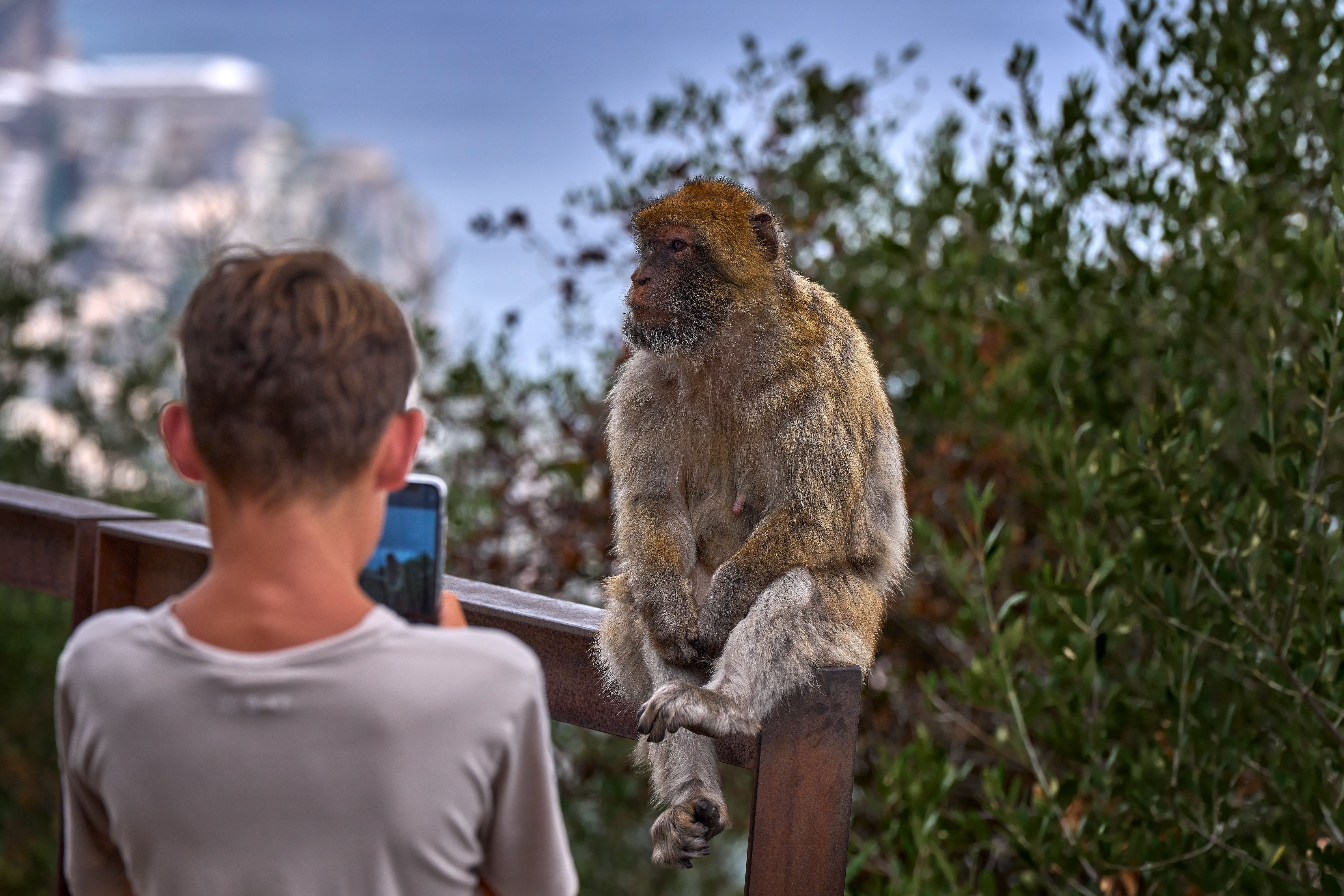 How to See the Gibraltar Monkeys: Your Complete 2026 Guide