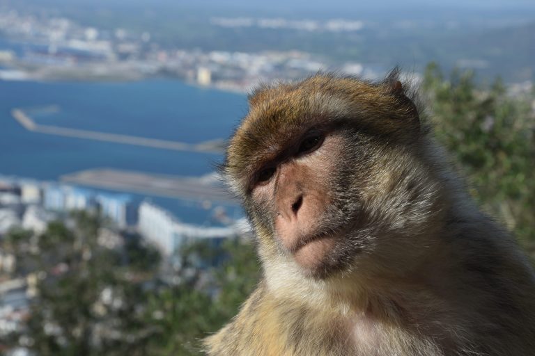 Top 5 Reasons to Book a Gibraltar Rock Tour with Rocky Monkey Today