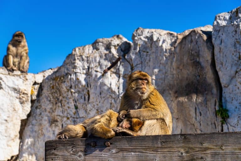 Monkeys of Gibraltar: Legends, History, and Where to Find Them
