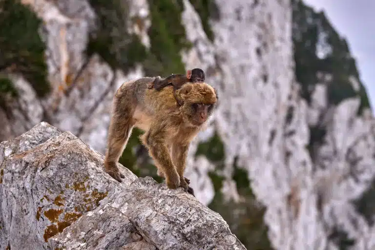 A One-Day Adventure in Gibraltar: How to See It All