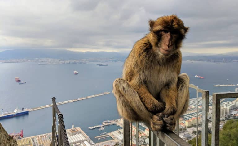The Barbary Macaques in Gibraltar